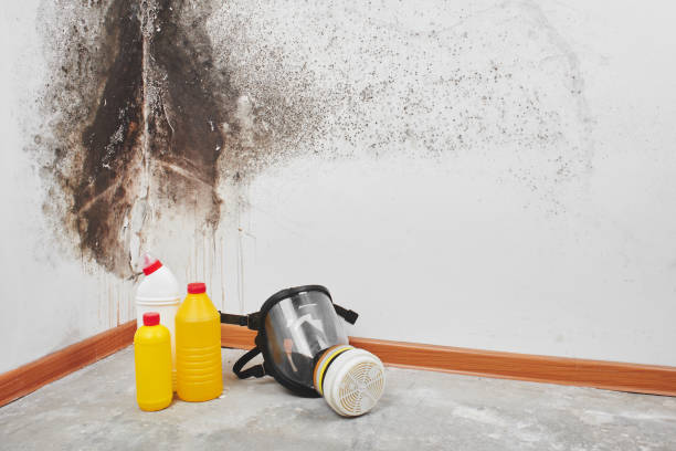 Trusted Glenn Heights, TX Mold Remediation Experts