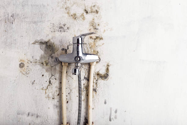 Best White Mold Remediation in Glenn Heights, TX