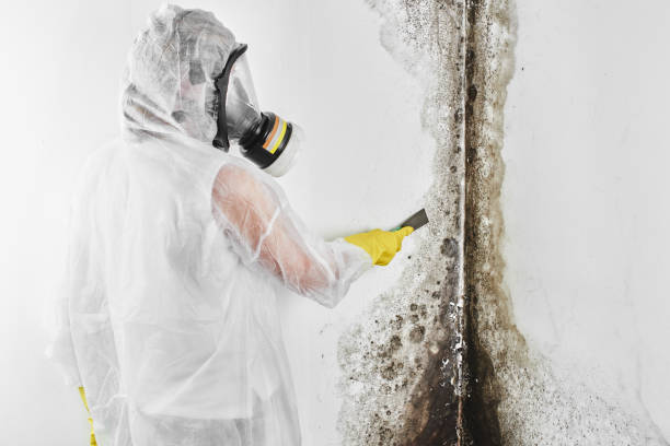 Best Post-Flood Mold Remediation in Glenn Heights, TX