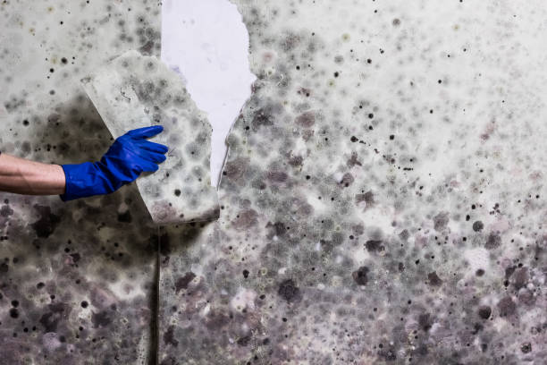 Best Preventive Mold Services in Glenn Heights, TX