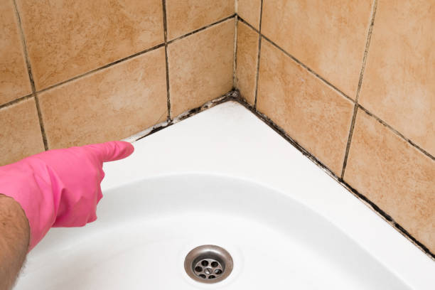 Best Bathroom Mold Remediation in Glenn Heights, TX
