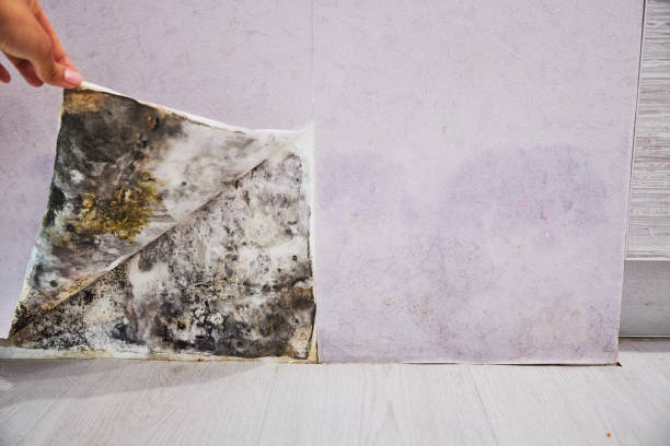 Best Attic Mold Remediation in Glenn Heights, TX
